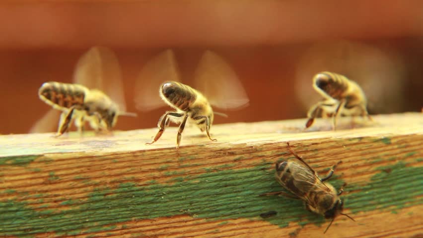 Bees are cooling down temperature in the hive with their wings - works like a fan. Royalty-Free Stock Footage #3406586779