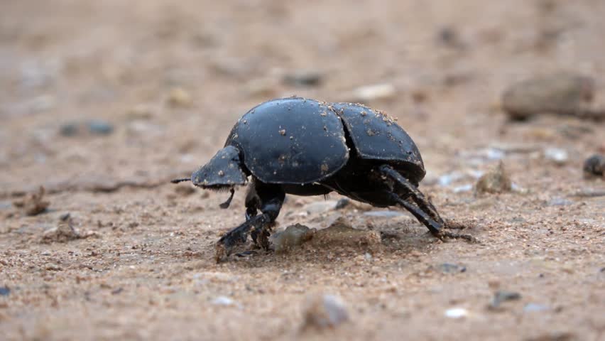 Dung Beetle walking on the ground, 2022
Addo national park, South Africa, 2022
