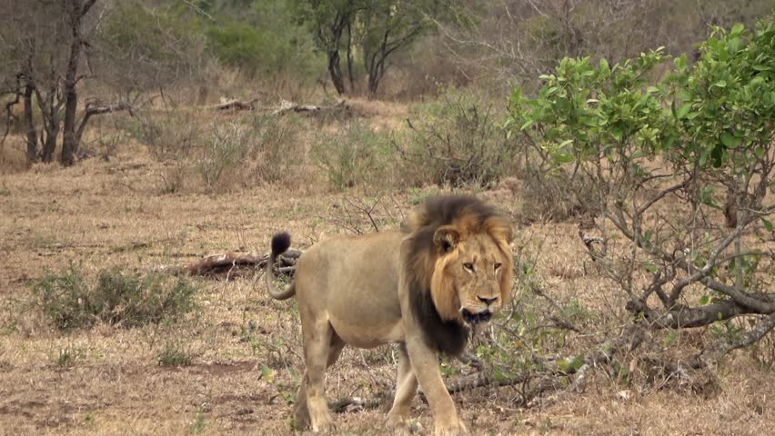 Lion roars while walking, Africa
Kruger National Park, South Africa, 2022
