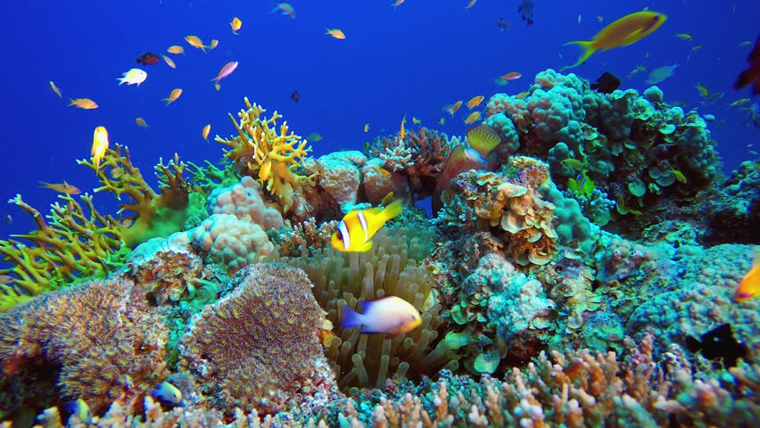 Underwater Tropical Coral Garden Clownfish. Underwater tropical clownfish (Amphiprion bicinctus) and sea anemones. Underwater fish reef marine. Tropical colourful underwater seascape. Reef coral scene Royalty-Free Stock Footage #3406643079