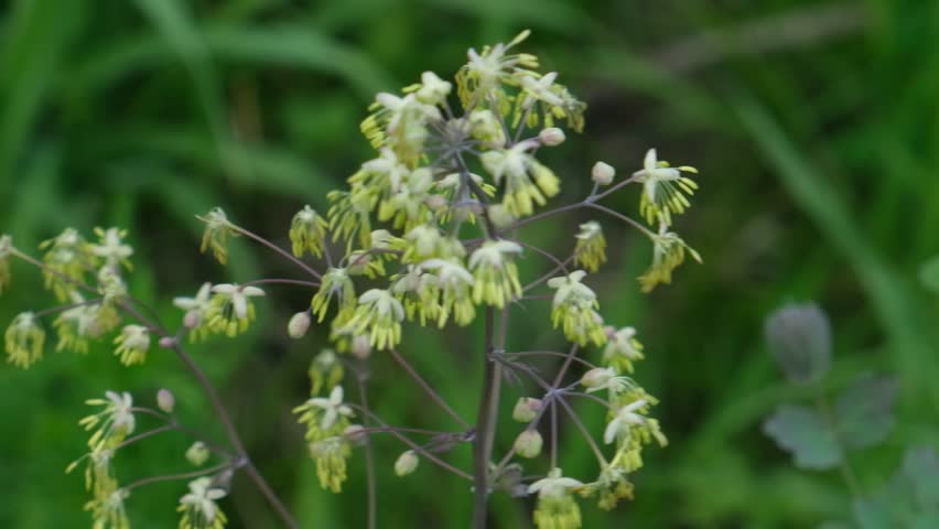 Summer meadow, fragile flower, Dioecious Pigamon, also called Early meadow-rue, Thalictrum dioicum	 Royalty-Free Stock Footage #3406671647