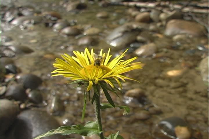 The Yellow flower with bee on background of water.