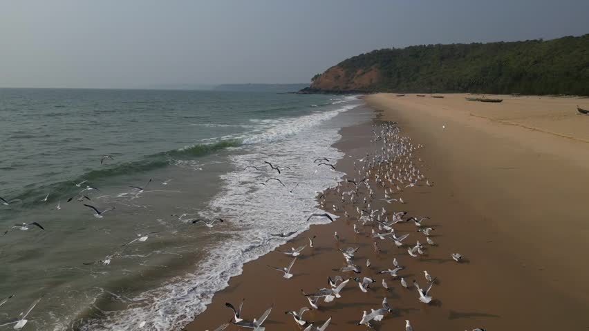 a flock of white small birds on the seashore on the sand view fron top drone in Goa