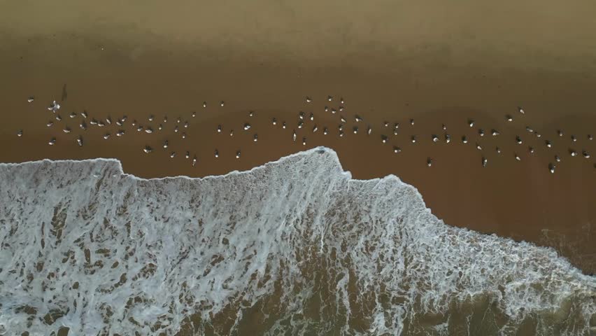 a flock of white small birds on the seashore on the sand view fron top drone in Goa