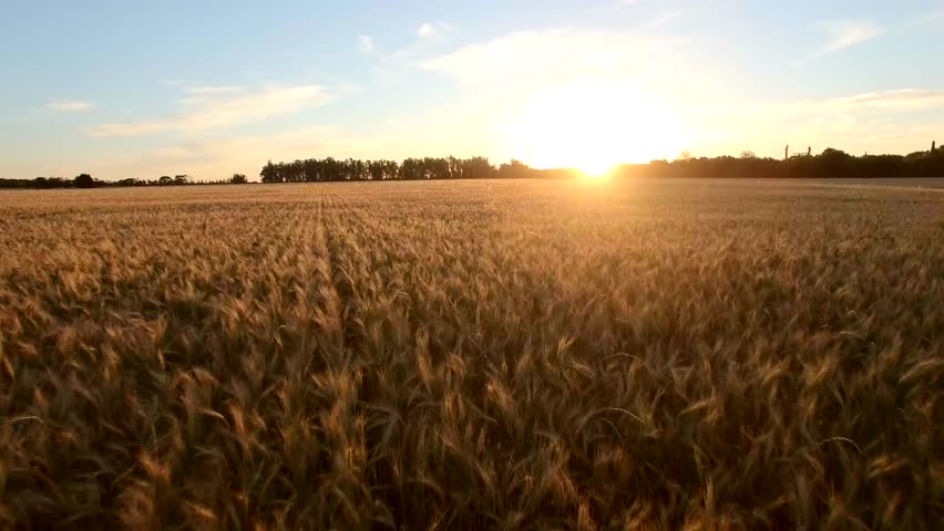 Field of wheat in Argentine with a beautiful sunset Royalty-Free Stock Footage #34067785