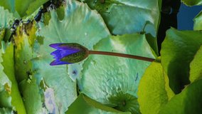 Nymphaea caerulea. Blue Lotus Flower in pond. Vertical video