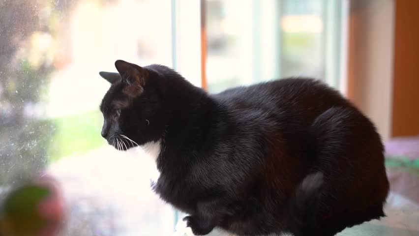 Very Round Slightly Overweight Male Cat