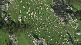 Flock of sheep grazing in Caucasus Mountains. Vertical video