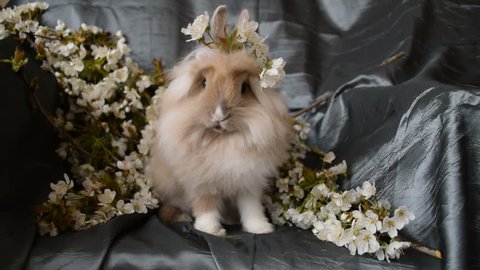 Lionhead rabbit - Cute bunny happy eating pellet and flowers on head