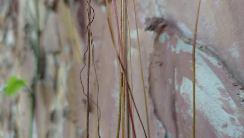 Many fibrous roots dangling and swaying in the wind.  The colors blend beautifully with the walls.