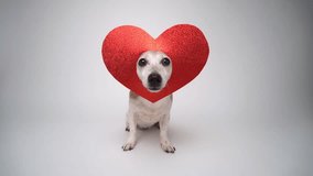 Dog love. Romantic love theme studio video footage on white background. small dog Jack Russell terrier in red heart shaped decoration on the head looking at camera sitting on white. Attentive eyes 