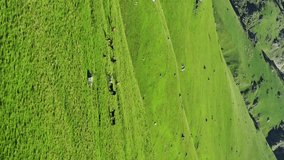 Aerial around view of herd of horses grazing in mountains at summer. Vertical video