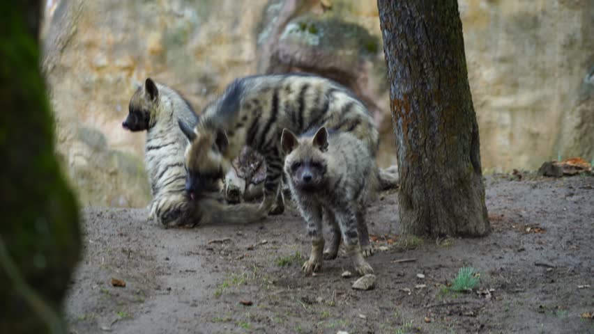 Video of Arabian striped hyaena