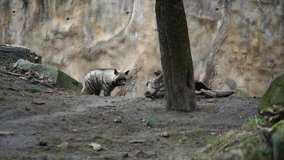 Video of Arabian striped hyaena