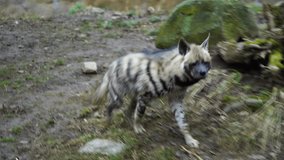 Video of Arabian striped hyaena
