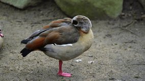 Video of Egyptian goose in zoo