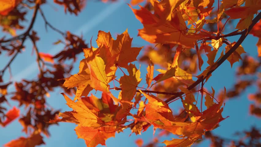SLOW MOTION, CLOSE UP, DOF Warm autumn breeze blows through the colorful tree canopies in a picturesque park in Slovenia. Detailed shot of tree leaves changing their colors on a sunny day. Royalty-Free Stock Footage #3406976637