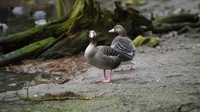 Video of Greylag goose in zoo