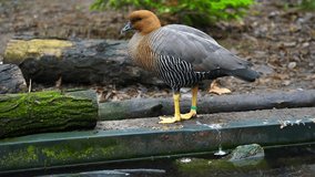 Video of Upland goose in zoo