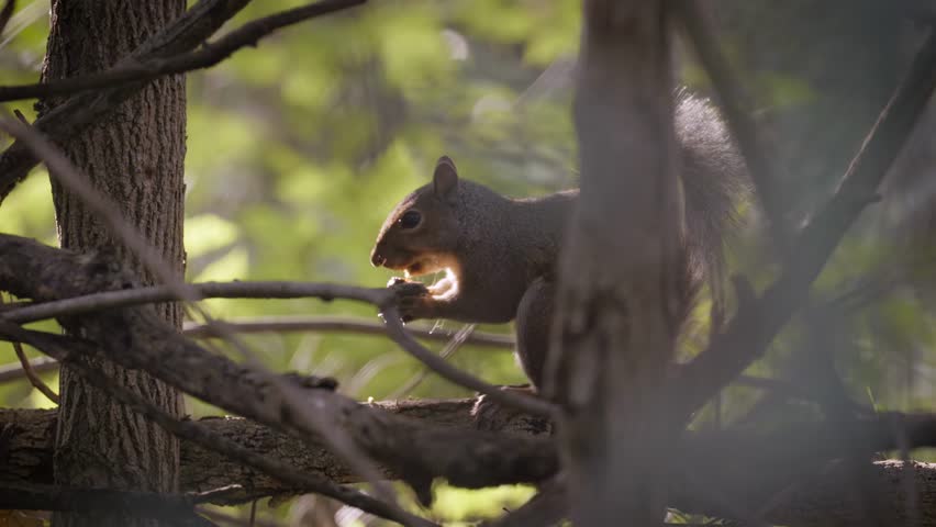 Eastern Gray Squirrel (Sciurus carolinensis) eats scavenged food in the shade of tree cover, shot with beautiful depth of field from candid perspective