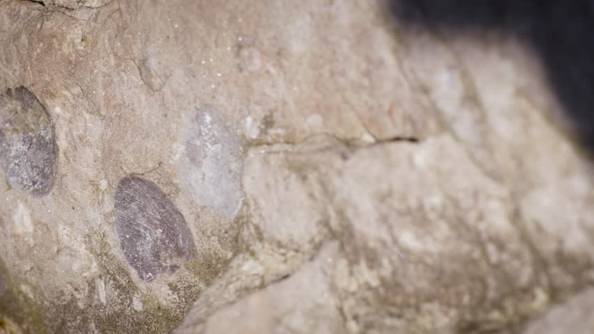 Petrified shell fossils millions of years old embedded in solid rock, Great Lakes fossils of devonian, brachiopod, horn coral origin