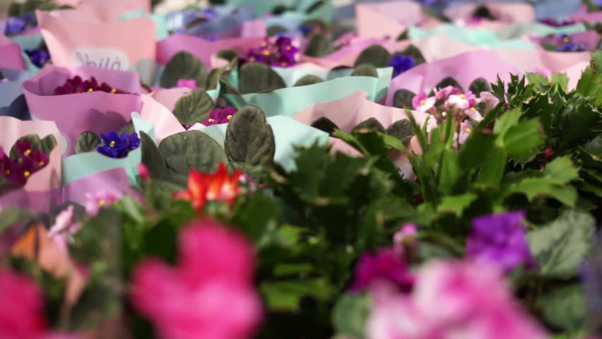 flowers in a store for a gift