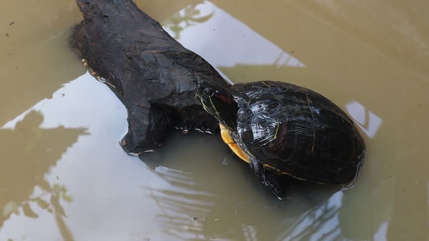 Red-eared slider or terrapin on wood with brown pond water background