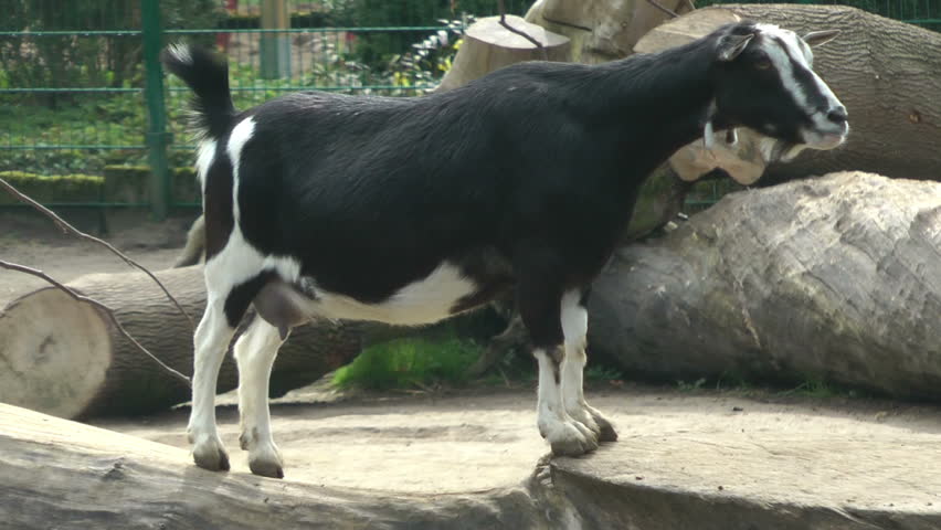 Goat standing on a log, close up