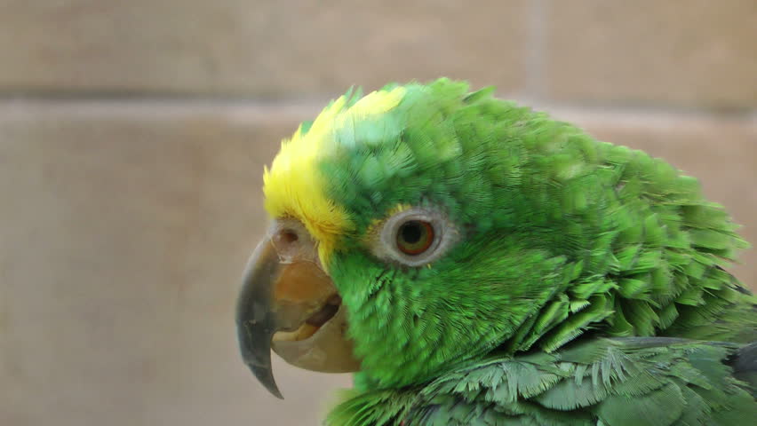 Green Parrot close up