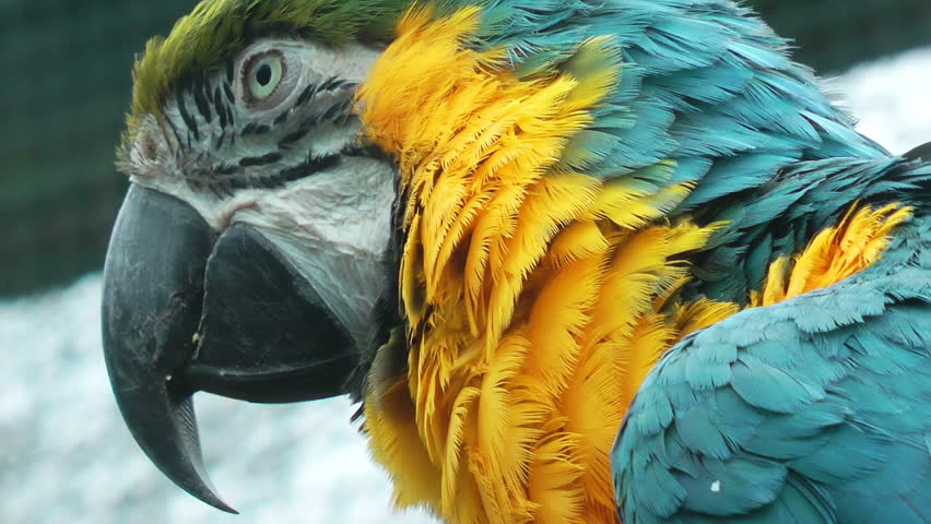 Colorful parrot close up