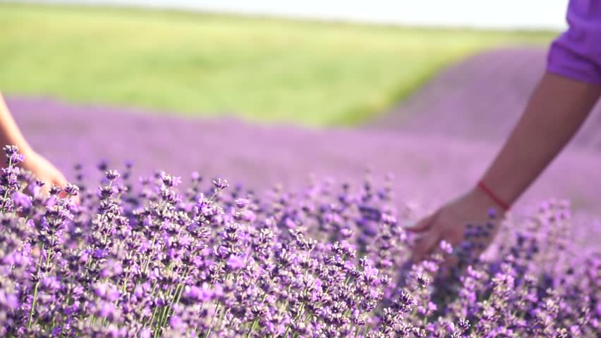 Lavender, field, walking - Two lady in violet dress, traverse purple blossoms, vast open space, daylight, nature beauty. Mother and daughter hand-in-hand move amidst purple flora, expansive rural area Royalty-Free Stock Footage #3407213561