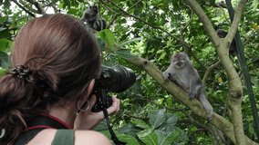 Hd slow motion footage of tourist woman photographing monkeys at Monkey Forest, Ubud, Bali, Indonesia.
Mid angle, parallax movement.