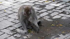 Hd slow motion footage of monkey in the streets of Monkey Forest, Ubud, Bali, Indonesia.
Low angle, parallax movement.