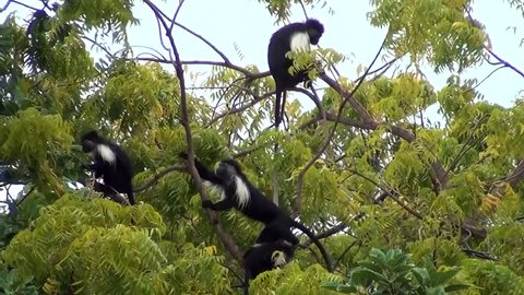 Colobus monkeys