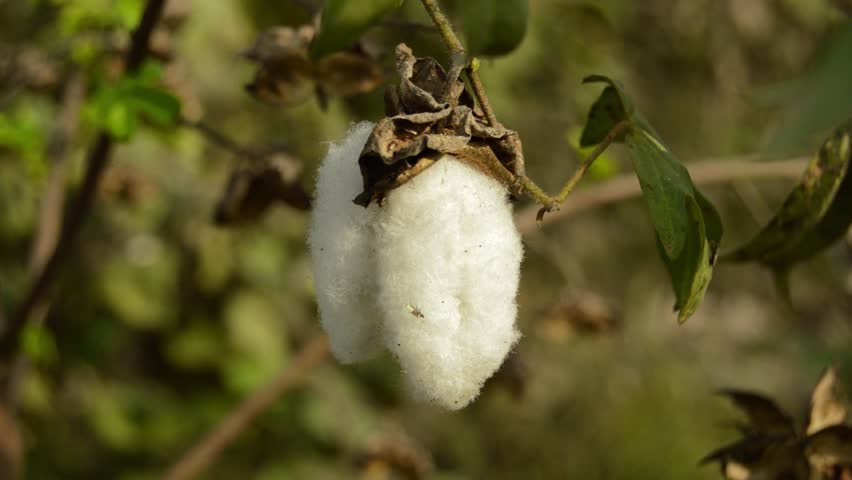 White Cotton Flower.Cotton Flower.The close up of Gossypium herbaceum Or Gossypium hirsutum commonly known as Levant cotton,white cotton flower is a species of cotton.