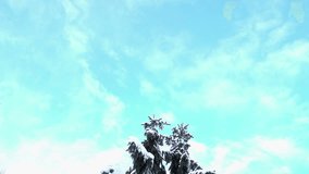 Big snow-covered fir in the park on a blue sky background. HD video clip