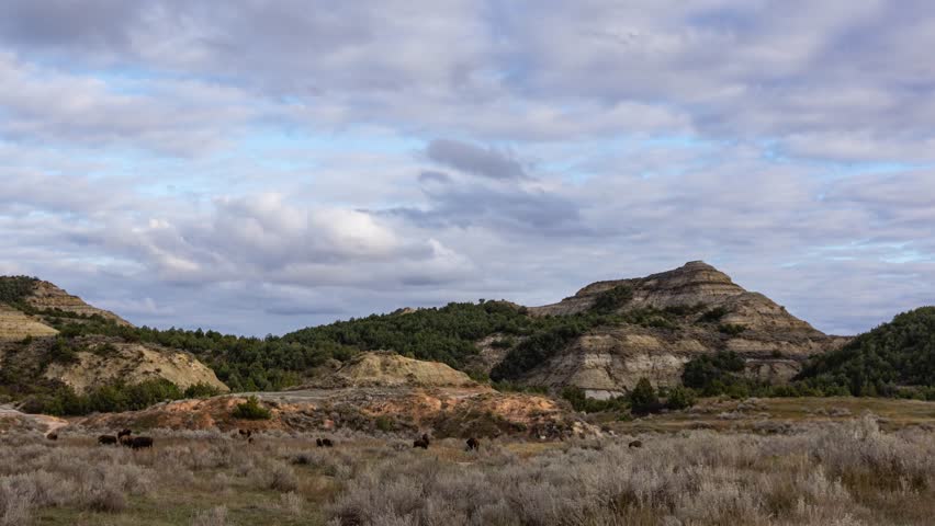 Time lapse - Bisions wonder around on the field in Theodore Roosevelt National Park