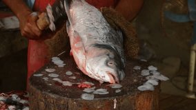 Fishermen cuts tuna cheeks with a large knife. cutting fish. cutting fish in market. 4k video.  The men cuts the fish into pieces with a knife. Fish processing on cutting board.