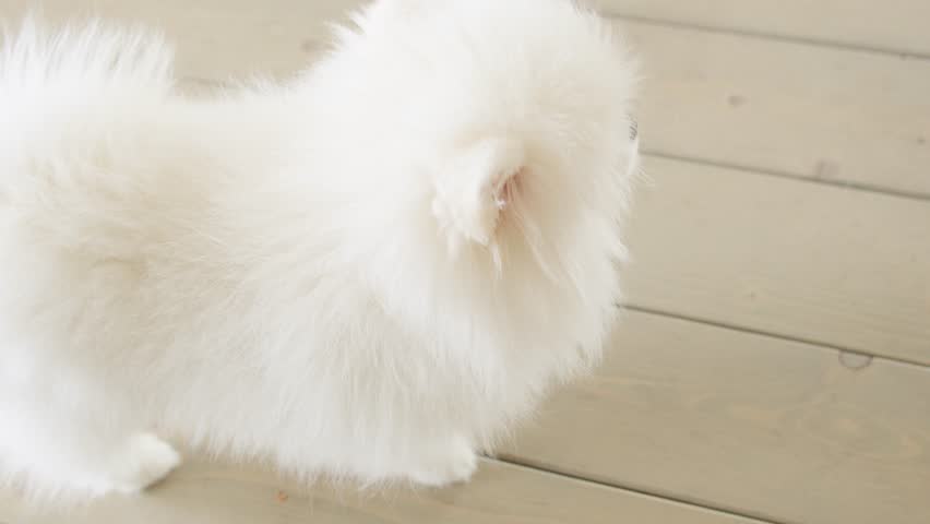 Playful white dog licking his lips