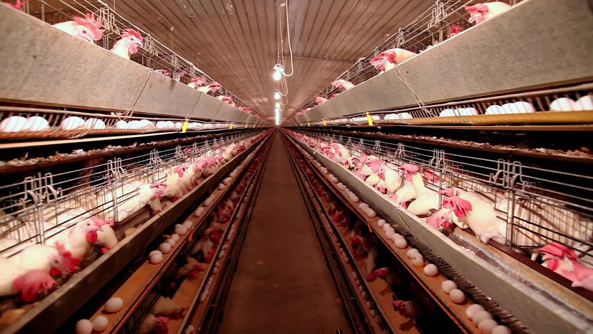 Chicken farm, eggs and poultry production, close up low angle view, indoors footage Royalty-Free Stock Footage #3407561317