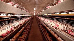 Chicken farm, eggs and poultry production, close up low angle view, indoors footage