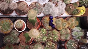 cacti in the store vertical video