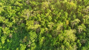 Radiant sunbeams pierce through the lush canopy of a majestic high mountain tropical forest, painting a mesmerizing portrait of nature's grandeur. Lush vegetation and clean air concept. Aerial view.
