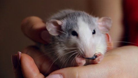 A domestic hand-held rat sits on his hands and eats a sunflower seed