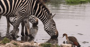 Grant's Zebra, equus burchelli boehmi, Group at Waterhole, Nairobi Park in Kenya, Real Time 4K
