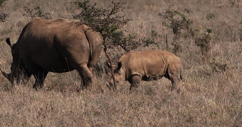 White Rhinoceros, ceratotherium simum, Mother and Calf, Nairobi Park in Kenya, Real Time 4K