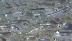 Vertical video,Extreme close-up a continuous stream group of young Hardyhead Silverside fish (Atherinomorus forskalii) swimming underwater in bright sun rays on sunny day, Slow motion