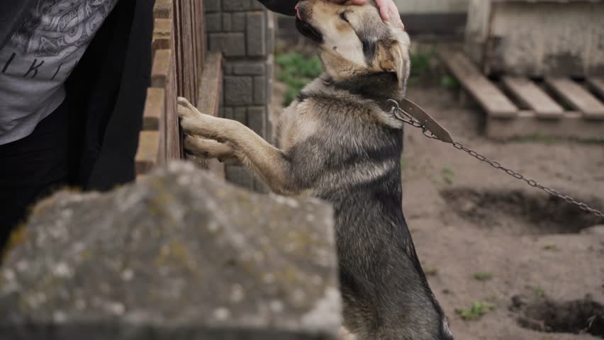 A man strokes a dog tied to a chain