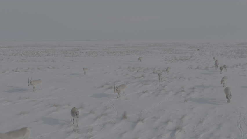Saigas in winter during the rut. A herd of Saiga antelope or Saiga tatarica walks in snow - covered steppe in winter. Antelope migration in winter. Slow motion video, 10 bit ungraded D-LOG.