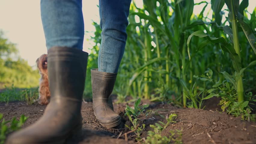 corn farming. a farmer walks next to a field of corn close-up of his feet in rubber boots. agriculture business lifestyle corn maize concept. farmer feet in rubber boots with a shovel Royalty-Free Stock Footage #3407859033